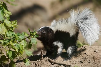 Striped skunk (Mephitis mephitis), juvenile, captive, occurrence in North America
