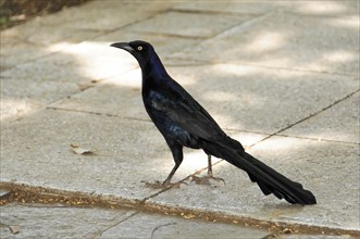 Leon, Nicaragua, Black raven standing on asphalt with shiny plumage and bright eye, Central