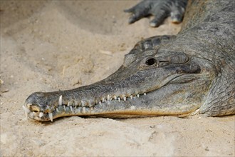 West African armoured crocodile (Mecistops cataphractus, Crocodylus cataphractus), captive,