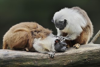 Mantled monkey or bicoloured tamarin (Saguinus bicolor), adult animals grooming each other,