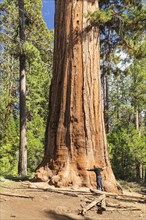 Sequoia tree in Mariposa Grove, Yosemite National Park, California, United States, USA, Yosemite