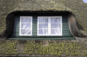 Detailed view of a thatched roof with moss growth and windows with green shutters, Sylt, North