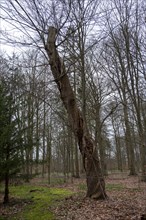 Bare trees in the castle park, Ludwigslust, Mecklenburg-Vorpommern, Germany, Europe