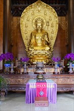 Chongqing, Chongqing Province, China, Asia, Golden Buddha sits in temple surrounded by purple