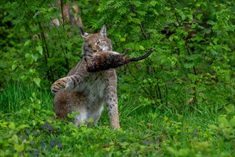 Hunting Eurasian lynx (Lynx lynx) with caught muskrat (Ondatra zibethicus) prey in its muzzle.