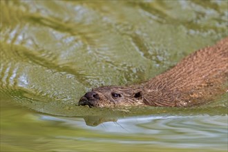 Close-up of Eurasian otter, European river otter (Lutra lutra) swimming in pond, stream