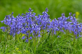 Close-up of bluebells (Endymion nonscriptus) in flower in spring