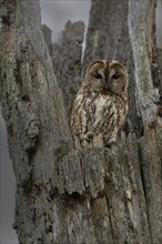 Tawny owl (Strix aluco) in a tree trunk, Wittlich, Eifel, Rhineland-Palatinate, Germany, Europe