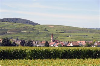 Landscape in Alsace near Kaysersberg, France, Europe, View of a village surrounded by green