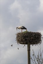 Stork watching flying sparrows, stork nest, Neu Garge, Lower Saxony, Germany, Europe