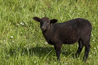 Lamb, black, sheep, Elbe dyke near Bleckede, Lower Saxony, Germany, Europe