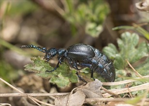 Black oil beetle (Meloe proscarabaeus), male, Valais, Switzerland, Europe