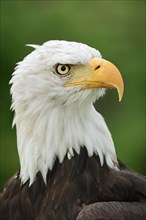 Bald eagle (Haliaeetus leucocephalus), portrait, captive, occurrence in North America