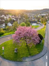 An aerial view of a blossoming tree in the centre of a roundabout in a residential area at dusk,