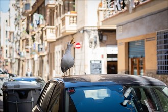 Seagull on a car roof in Barcelona, Spain, Europe