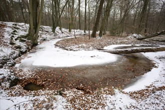 Rotbach, near-natural stream, stream loop, beech forest, with ice and snow, between Bottrop and