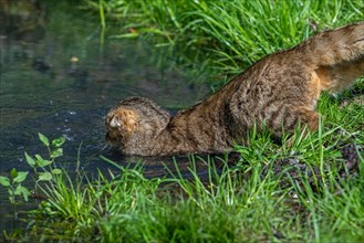 Hunting European wildcat, wild cat (Felis silvestris silvestris) jumping in water of pond to catch
