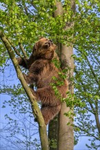 European brown bear (Ursus arctos) climbing tree in forest in evening lght