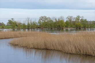 Trees, reeds, water, Elbe, Elbtalaue near Bleckede, Lower Saxony, Germany, Europe