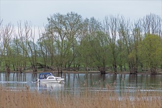 Trees, reeds, water, motorboat, Elbe, Elbtalaue near Bleckede, Lower Saxony, Germany, Europe