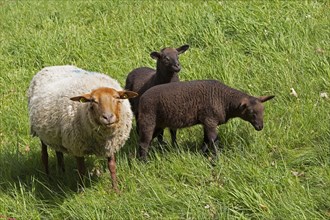 Ewe, lambs, black, sheep, Elbe dyke near Bleckede, Lower Saxony, Germany, Europe