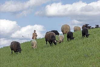 Woman observing flock of sheep, sheep, lambs, white, black, Elbe dyke near Bleckede, Lower Saxony,