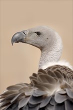 White-backed vulture (Gyps africanus), portrait, captive, occurrence in Africa