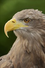 White-tailed eagle (Haliaeetus albicilla), portrait, captive, Lower Saxony, Germany, Europe
