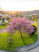 A peaceful scene with a blossoming tree on a street corner during dusk in a suburb, spring, Calw,