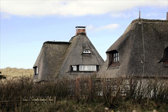 Sylt, Schleswig-Holstein, A traditional thatched house behind dense undergrowth under a blue sky,