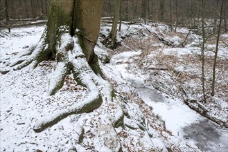 Handbach, tributary to the Rotbach, near-natural stream, beech forest, with ice and snow, between