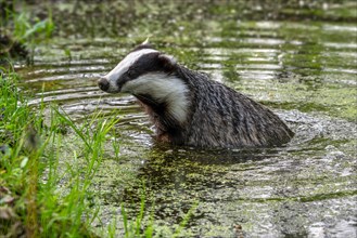European badger, Eurasian badger (Meles meles) female bathing in shallow water of pond in forest at