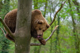 European brown bear (Ursus arctos) in tree licking front paw in forest