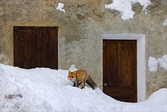 Urban red fox (Vulpes vulpes) scavenging among houses in remote village in the snow in winter in