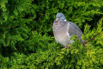 Adult common wood pigeon (Columba palumbus) perched in cypress tree in garden