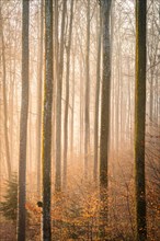 Morning mist floods an autumn forest, with the sunlight bathing the scene in golden hues, Calw,