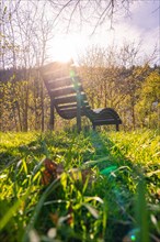 An empty park bench in the grass illuminated by early morning sunbeams, spring, Calw, Black Forest,