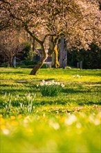 Blossoming tree in a park with a wild flower meadow in the foreground, spring, Calw, Black Forest,