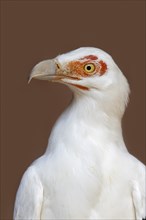 Palm vulture (Gypohierax angolensis), portrait, captive, occurrence in Africa