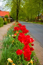 A village street planted with tulips at the roadside 04857