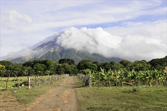 The island of Ometepe, Nicaragua, A lush green path against the backdrop of a partly cloud-covered