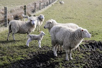 Sheep near Rantum, Sylt, island, North Sea, Schleswig-Holstein, flock of sheep with lambs on green