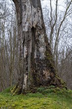 Dead tree trunk without crown in the castle park, Ludwigslust, Mecklenburg-Vorpommern, Germany,