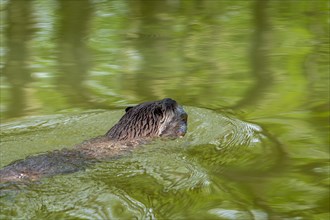 Eurasian otter, European river otter (Lutra lutra) swimming away in stream with caught freshwater