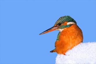 Common kingfisher (Alcedo atthis) female perched in the snow in winter