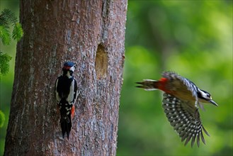 Great spotted woodpecker (Dendrocopos major) male and female leaving nest in tree trunk in forest