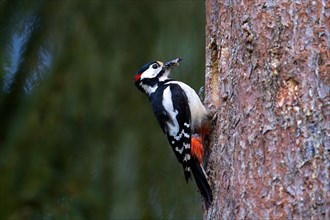 Great spotted woodpecker (Dendrocopos major) adult male at nest entrance in tree trunk in spruce