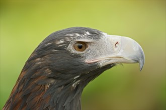 Wedge-tailed eagle (Aquila audax), portrait, captive, occurrence in Australia