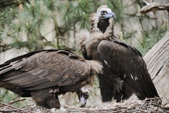 Cinereous vulture (Aegypius monachus), pair at the nest, captive, Germany, Europe