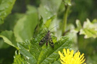 Common scorpionfly (Panorpa communis), North Rhine-Westphalia, Germany, Europe